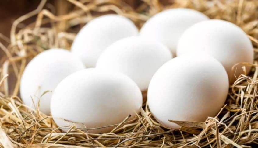 Tavuk Eti ve Yumurtası Üretimi Arttı | ADK Proje